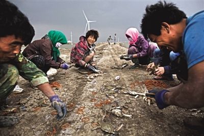 大雨將至，渤海邊的蟹池旁，蟹農(nóng)們不慌不忙地收綁梭子蟹。