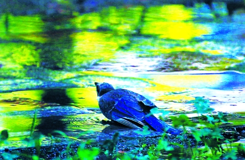 昨天，離三伏結束還有5天，鄭州、洛陽拉響“紅色警報”