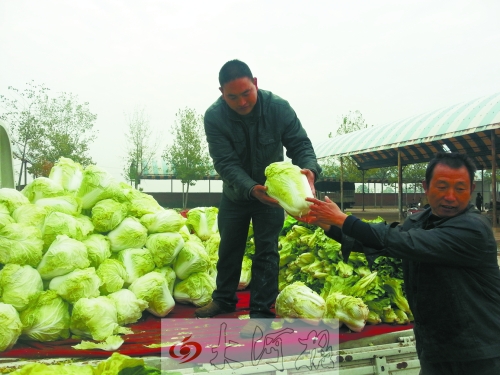 白菜進(jìn)入大量上市期,但價格卻不便宜。