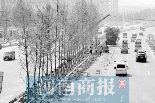 　西三環(huán)化工路，工人正在車道中間種植銀杏樹