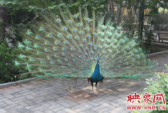 游客們來到動(dòng)物園可以近距離觀賞孔雀開屏。