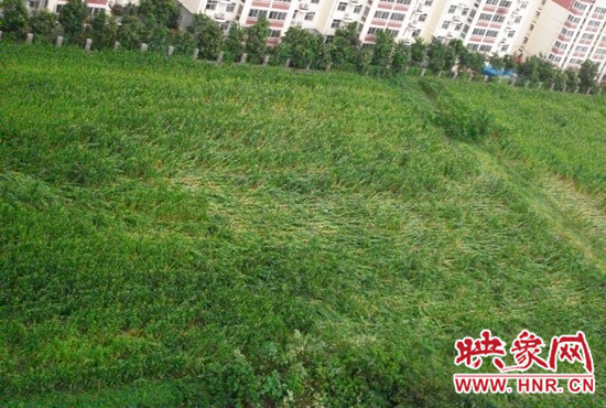 據(jù)映象網(wǎng)網(wǎng)友趙冠召反映，8月7日下午鄭州高新技術(shù)開(kāi)發(fā)區(qū)突降暴雨冰雹，致使附近農(nóng)田近三分之一玉米倒伏