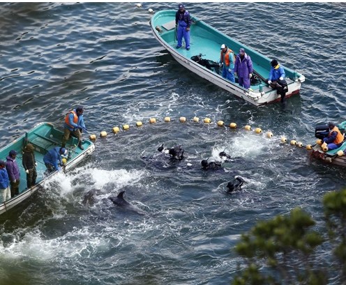 圖為當?shù)貪O民正在把海豚趕入屠殺圈內(nèi)。