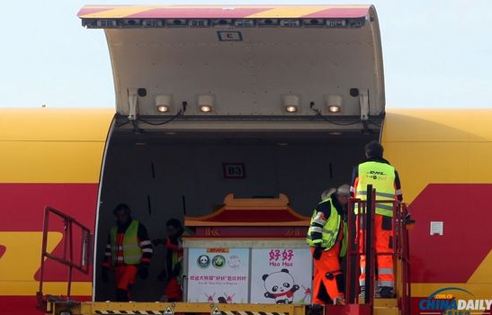 大熊貓“好好”抵達布魯薩爾國際機場。記者 付敬 攝