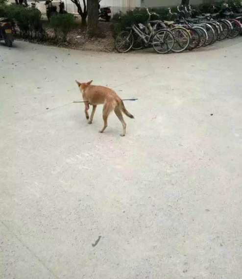 華科大校園內(nèi)，一條流浪狗腹部被箭射穿，地上留著斑斑血跡。