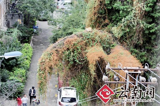 小貓蹲在一根纏滿了藤蔓的樹枝上。