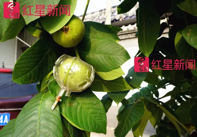 文玩核桃遇冷由幾萬一對降到5元沒人要？商戶否認