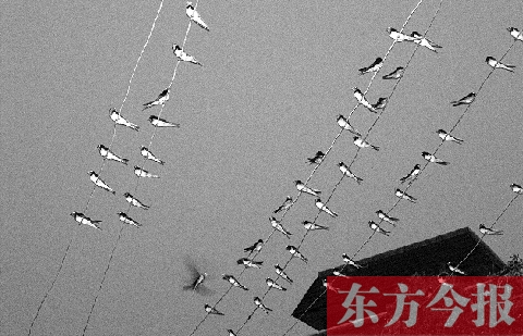 濟源市克井鎮(zhèn)苗莊村一戶農(nóng)家的晾衣繩上，上百只燕子來做客
