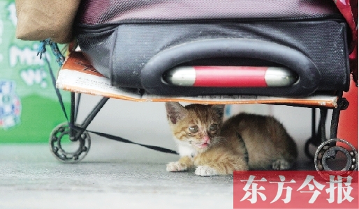 昨日，鄭州火車站廣場(chǎng)。一只小貓鉆到了行李下躲避烈日