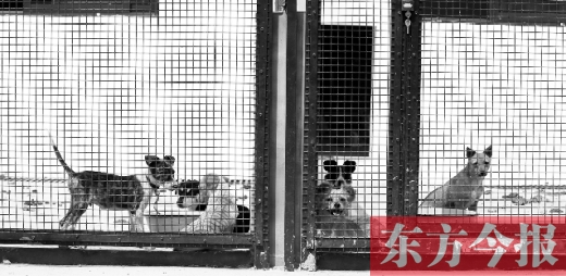 被主人遺棄的小狗暫時(shí)寄居在鄭州市犬只收容中心內(nèi)，如果沒有人來認(rèn)領(lǐng)，他們將被處以安樂死