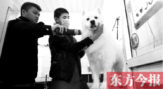 昨天，鄭州城管首次進(jìn)寵物店清查無證犬只