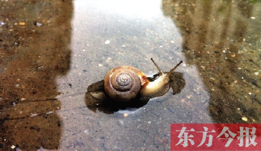 堵車俺不怕，就怕發(fā)大水，這不，一大早蹚水過街，現(xiàn)在已經(jīng)是下午了，俺還在馬路中間呢