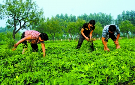 7月16日，內(nèi)黃縣后河鎮(zhèn)余莊村村民在花生地里除草。