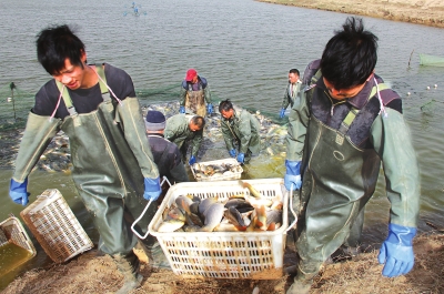 3月18日，漁民在溫縣黃河鯉魚生態(tài)養(yǎng)殖基地捕魚，近日，溫縣3000畝黃河鯉魚生態(tài)養(yǎng)殖基地的頭茬魚開始