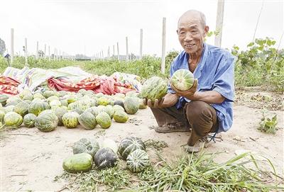 種的是“三白瓜”，長(zhǎng)出來(lái)的瓜非常雜，其中最多的是本地甜面瓜，俗稱“一窩猴”