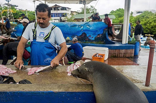 海獅變魚攤?？?排隊“購買”金槍魚