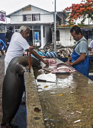 海獅變魚攤?？?排隊“購買”金槍魚
