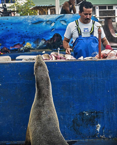海獅變魚攤?？?排隊“購買”金槍魚