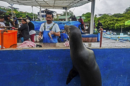 海獅變魚攤?？?排隊“購買”金槍魚