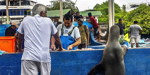 海獅變魚攤?？?排隊“購買”金槍魚