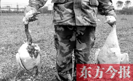 濟(jì)源一山間農(nóng)場遭襲，死傷200多只大鵝