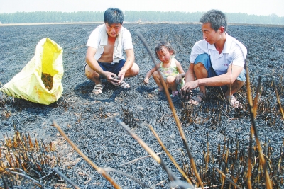 　村民為挽回一點(diǎn)損失，只得撿拾一些燒焦的麥穗。