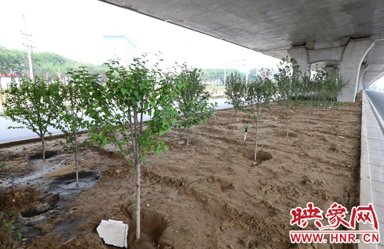 西三環(huán)淮河路立交橋下,新栽種的六七十棵枇杷樹。