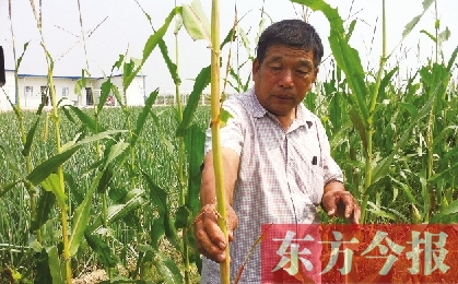 “東亞飛蝗”侵襲滎陽(yáng)千畝黃河灘 ?？兄参锶~子