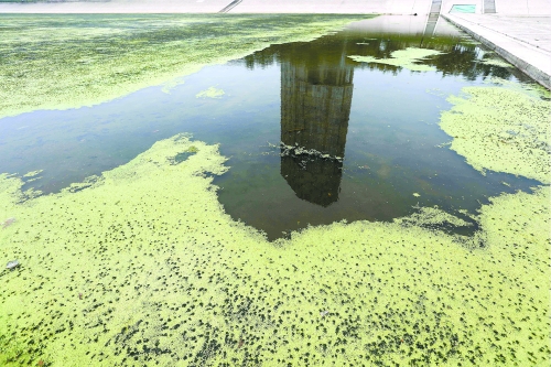 幾近干涸、臭氣熏天、長(zhǎng)滿水草的東風(fēng)渠，已不見往日容顏　 記者 侯建勛/攝