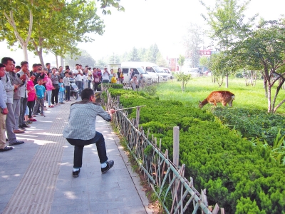 工作人員悄悄走近梅花鹿，準(zhǔn)備發(fā)射麻醉針。