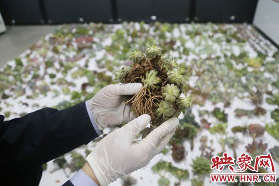 這些被截獲的多肉植物郵件面單上的品名大多申報(bào)為“禮物”、“衣服”等，屬于瞞報(bào)行為。