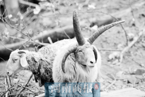 “咩……我的原主人說，他養(yǎng)了一輩子羊，也沒見過我這種情況”