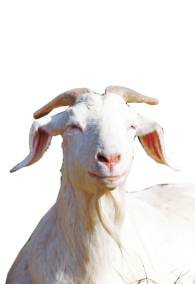 奶山羊,這種羊?yàn)楸就辽窖?，以產(chǎn)奶為主，產(chǎn)奶量高。具有“頭長、頸長、體長、腿長”的特征，俗稱“四長羊”