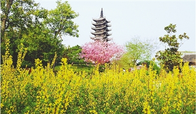 綠博園盛開的鮮花“期待”和市民“約會”。