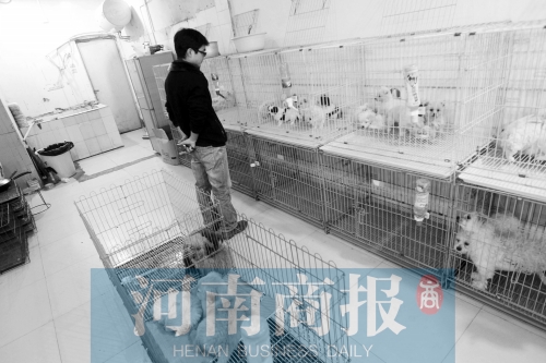 市民反映，淮河路“緣寵”寵物店曾出售疑似患病的狗