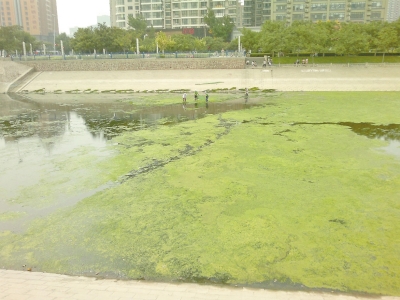 綠藻野蠻生長(zhǎng)，給東風(fēng)渠的水質(zhì)，帶來極大威脅。