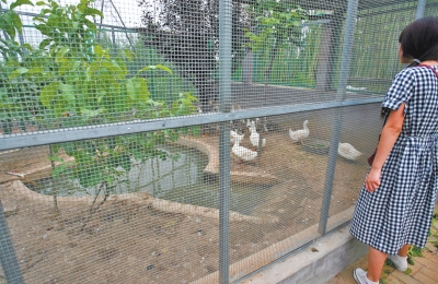 救助鳥類的大籠子里沒有鳥類，鴨子和鵝占了“鵲巢