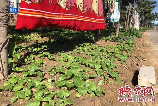 西四環(huán)中原路交叉口，大片生態(tài)廊道被毀，變成私家菜園。