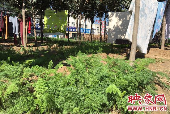 西四環(huán)中原路交叉口，大片生態(tài)廊道被毀，變成私家菜園。