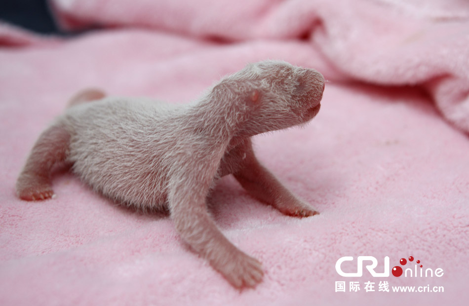 2013年7月11日，成都大熊貓繁育研究基地月亮產(chǎn)房，新生大熊貓寶寶在育嬰箱里憨態(tài)可掬。