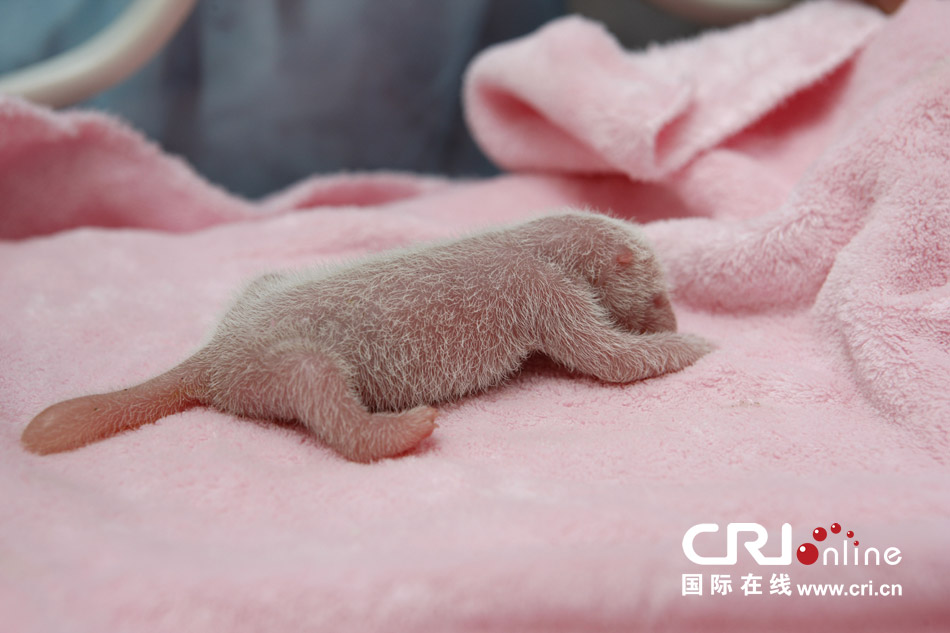 2013年7月11日，成都大熊貓繁育研究基地月亮產(chǎn)房，新生大熊貓寶寶在育嬰箱里憨態(tài)可掬。