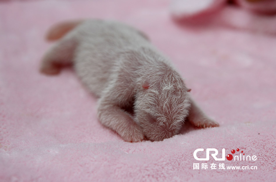 2013年7月11日，成都大熊貓繁育研究基地月亮產(chǎn)房，新生大熊貓寶寶在育嬰箱里憨態(tài)可掬。