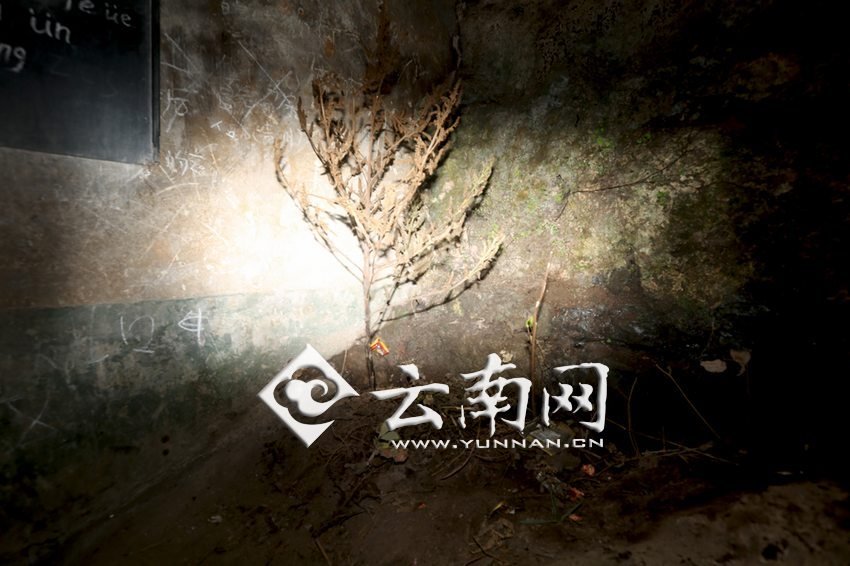 　教室里沒(méi)有燈，光線太暗，村民便種下了野蘇麻，希望教室有綠色，讓孩子們看到“希望”。 徐弘毅 攝