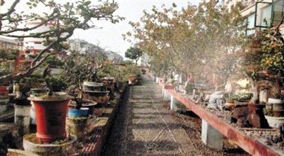 劉光嘉出示博物館內(nèi)部圖片中，擺放著各種盆景。