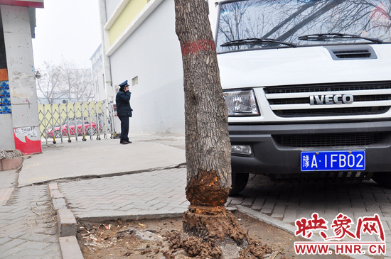 據(jù)了解，這棵樹在一家名叫“蝸牛之家”賓館專用停車場的出口處的南側(cè)，與北側(cè)的另外一棵白蠟樹有三四米的距