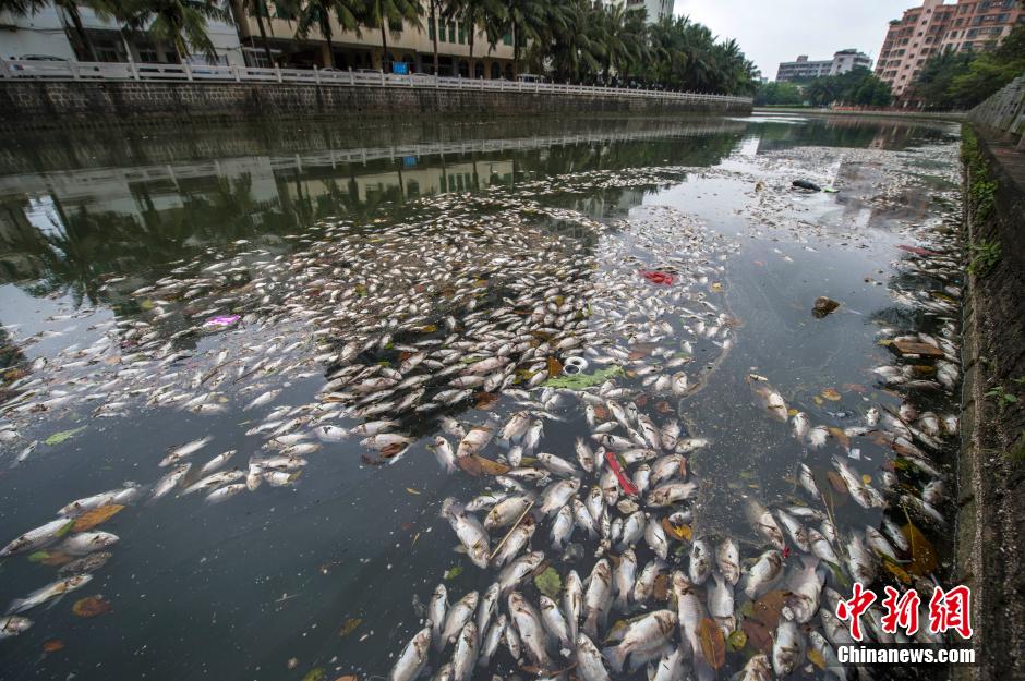 ?？诿郎岷蝇F(xiàn)大面積死魚 河面蔓延超一公里長