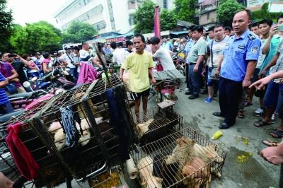 今天是廣西玉林狗肉節(jié)，市場上的攤販增加了數(shù)倍，城管也出動對市場上的占道行為進行規(guī)范 記者 劉暢 攝