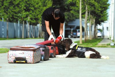 搜油犬正在進(jìn)行日常訓(xùn)練。