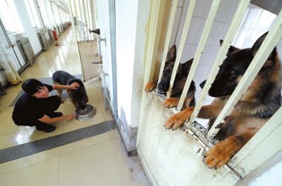 馴犬員給搜油犬準(zhǔn)備晚餐。