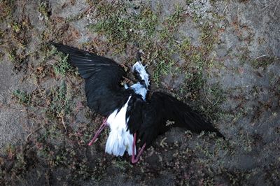 死去的鳥兒達到200多只，還有鳥兒在湖邊淤泥中掙扎著。
